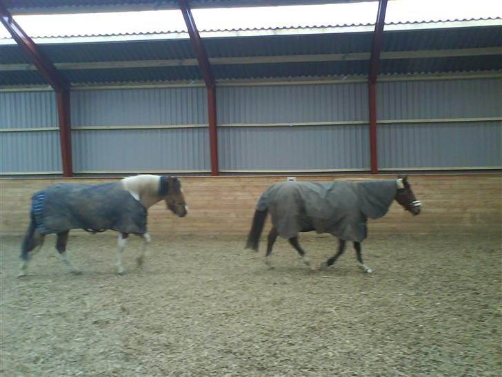 Anden særlig race Sean Connery*kommet hjem* - I ridehuset :p billede 7