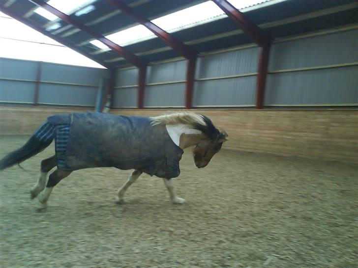 Anden særlig race Sean Connery*kommet hjem* - Jeg er vild :p billede 8