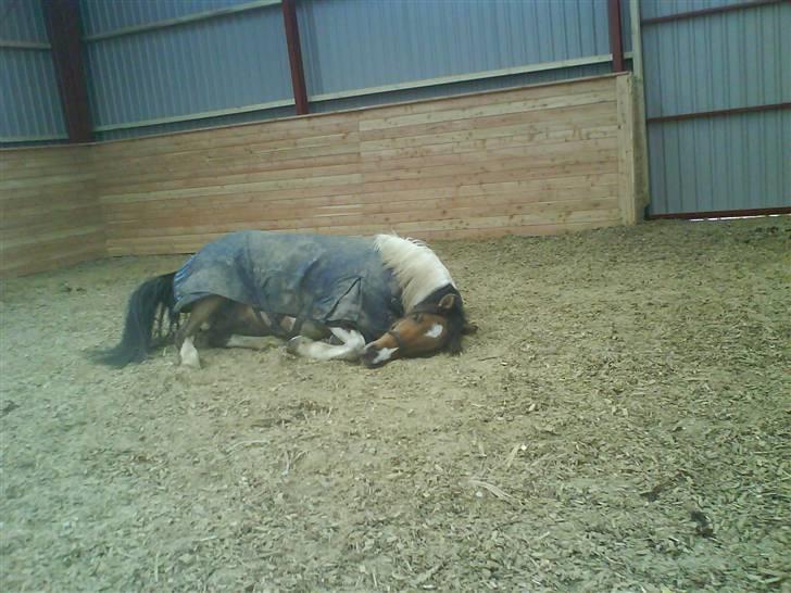 Anden særlig race Sean Connery*kommet hjem* - lige nede og rulle d: billede 9