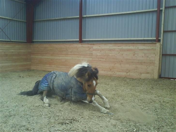 Anden særlig race Sean Connery*kommet hjem* - Kan næsten ikke komme op:b billede 10