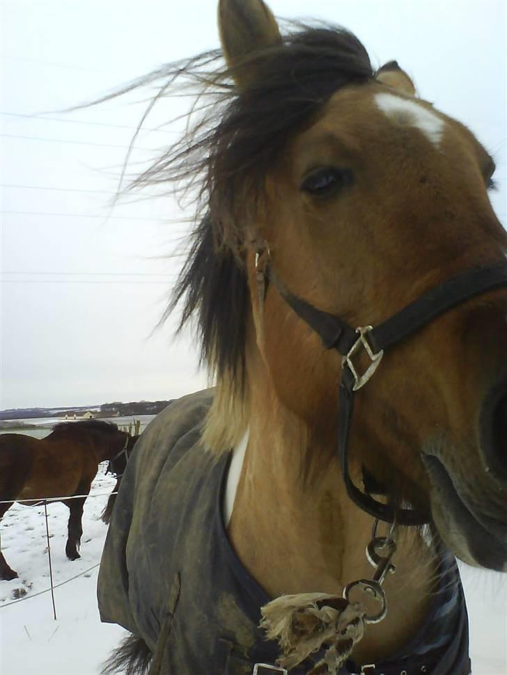 Anden særlig race Sean Connery*kommet hjem* - Det koldt:p billede 11