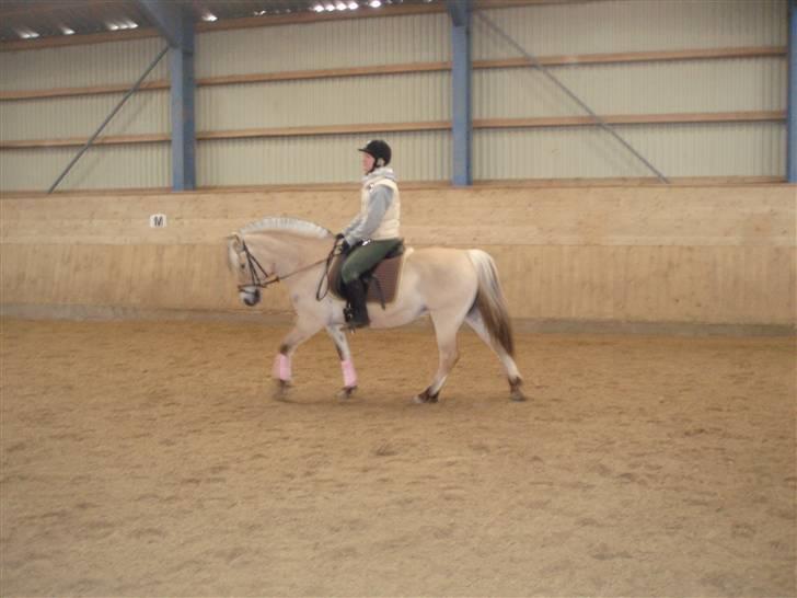 Fjordhest Maegårds Lotti *part* - 22/3/08 billede 11