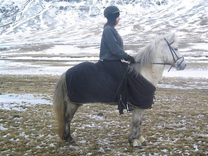 Islænder Emma frá Röst <3 - Flott Billede Ikk´ :b? billede 4