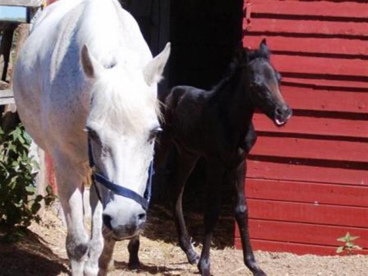 Anden særlig race Bella  billede 1