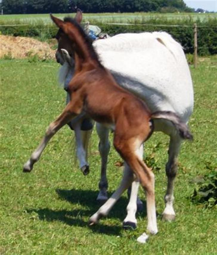 Anden særlig race Bella  billede 3