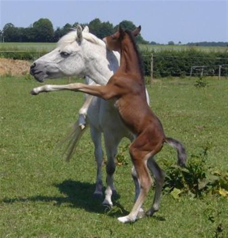 Anden særlig race Bella  billede 4