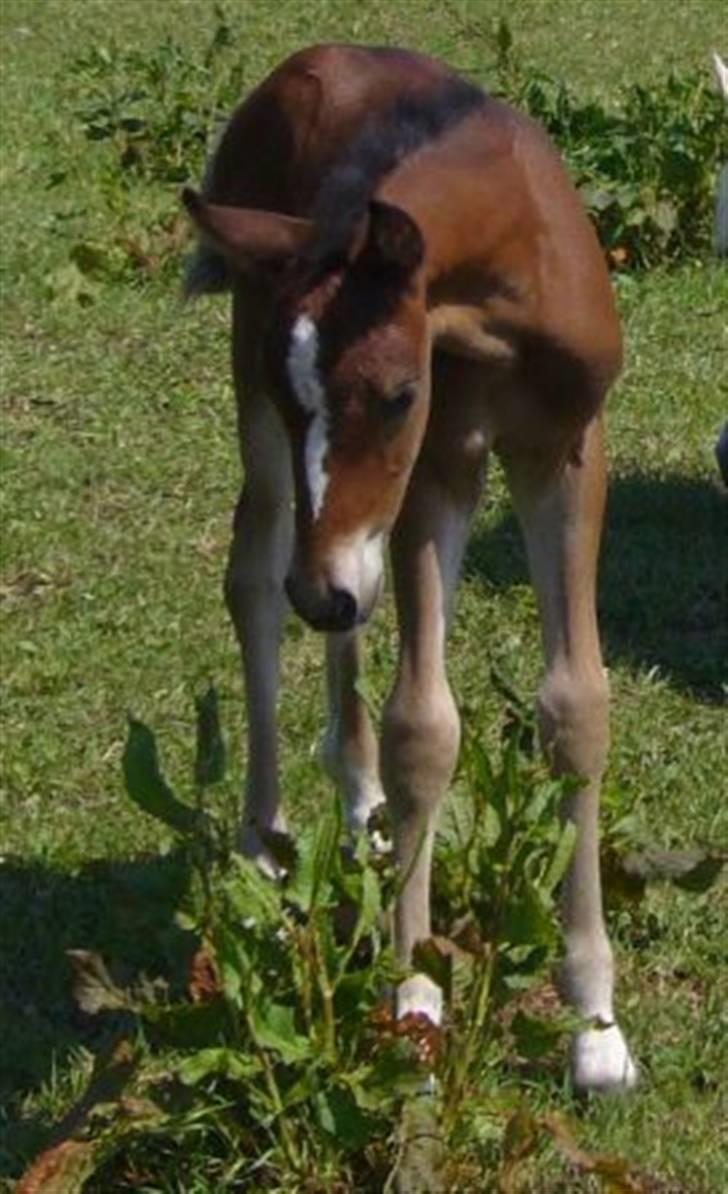 Anden særlig race Bella  billede 5