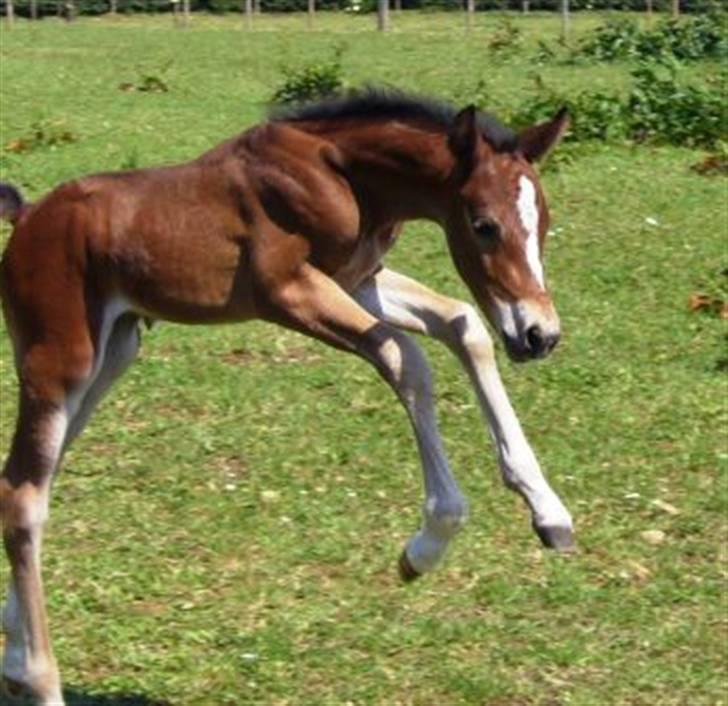 Anden særlig race Bella  billede 6