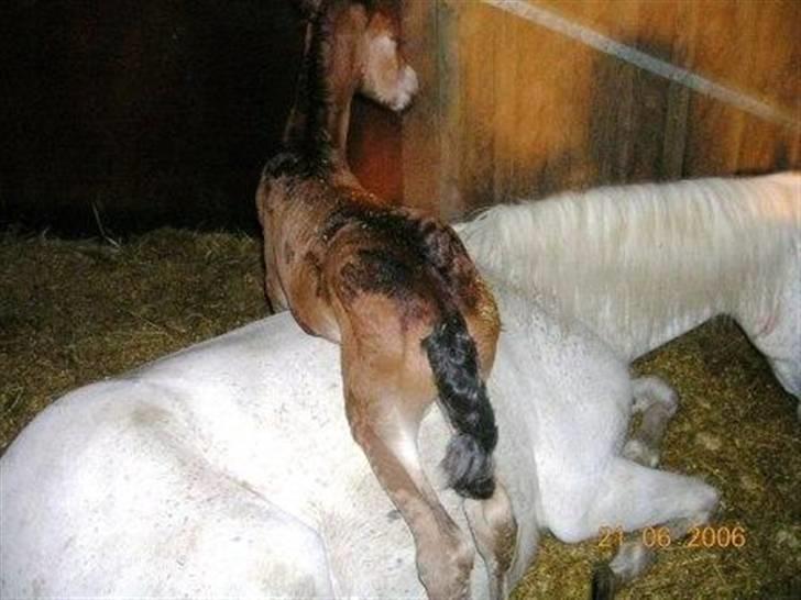 Anden særlig race Bella  billede 7