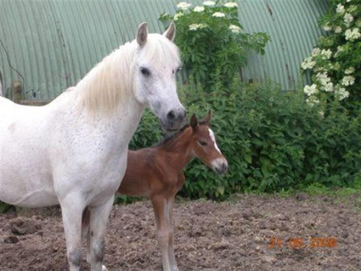 Anden særlig race Bella  billede 8