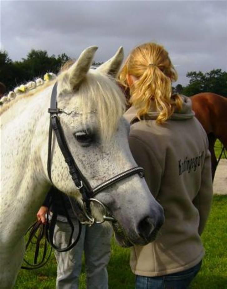 Anden særlig race Bella  billede 9