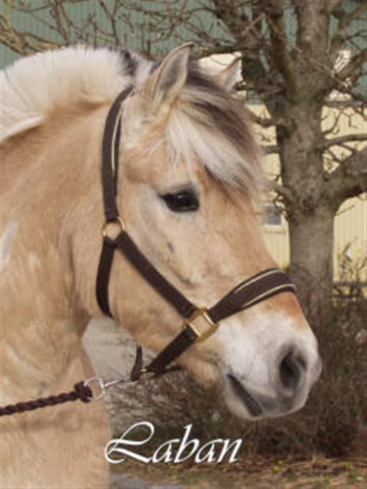 Fjordhest Laban *Min Bamse* <3 - skønne skønne mig billede 3