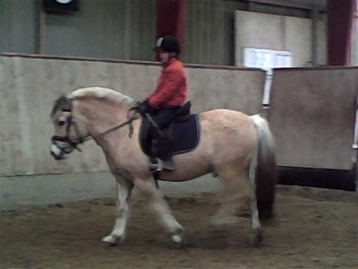 Fjordhest Laban *Min Bamse* <3 - Min første ridetur på Laban i januar 2008 billede 4