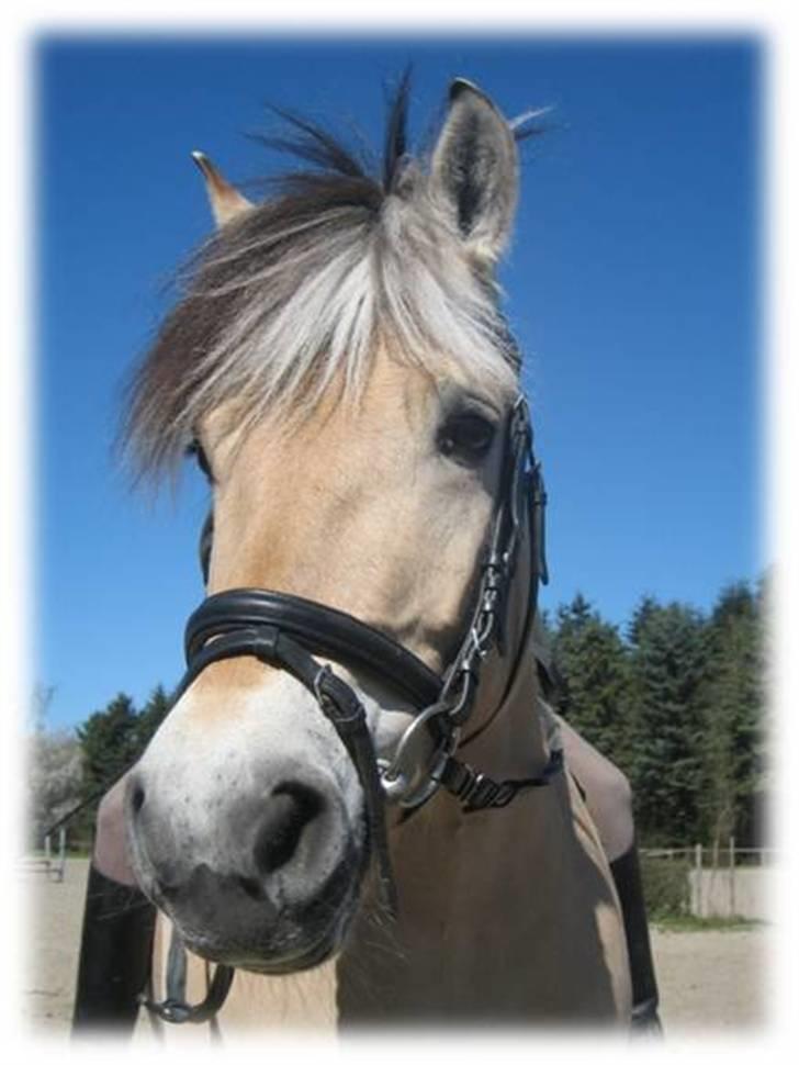 Fjordhest Laban *Min Bamse* <3 - Åhh <3 ;o) billede 5