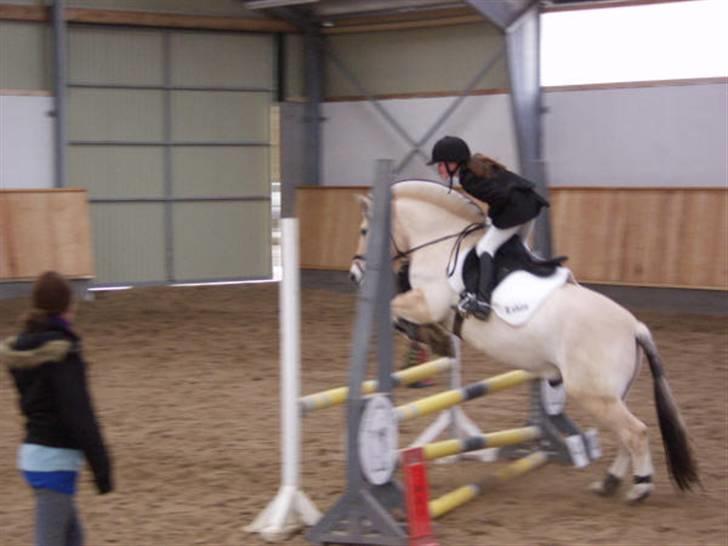 Fjordhest Laban *Min Bamse* <3 - Du er sku´ så smuk <3                                                                              billede 6