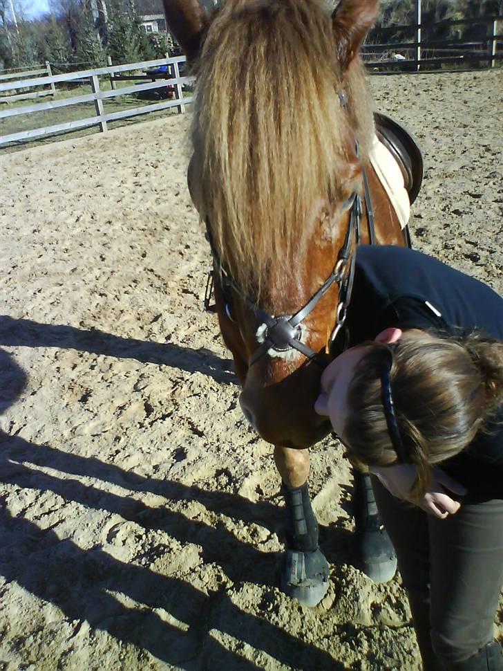 Bashkir Curly Højregaardens Teddi - Kys´Kys miin Teddi <3 billede 8