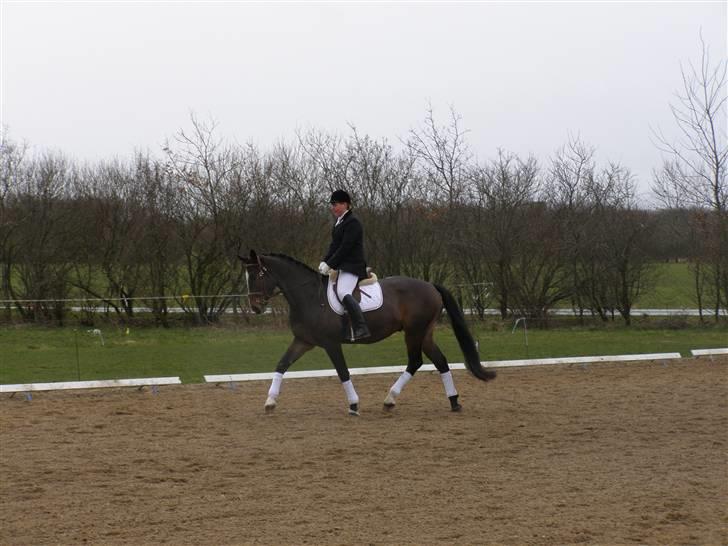 Dansk Varmblod West Side Wonder Choice *R.I.P.* billede 8