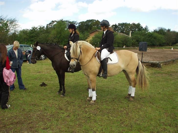 Fjordhest Luise-*R.I.P* billede 2