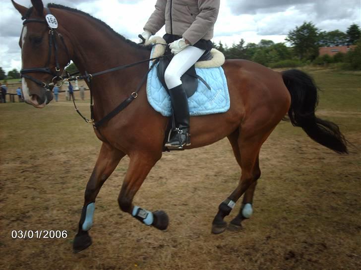 Holstener Lillestaruphøjs Casmir himmelhest  - DSA Holstebro billede 17