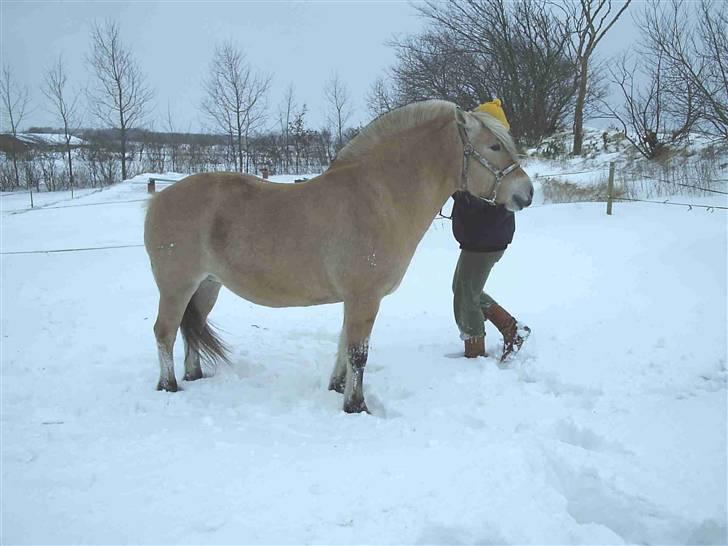 Fjordhest Luise-*R.I.P* billede 3