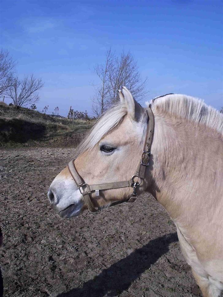 Fjordhest Luise-*R.I.P* billede 4