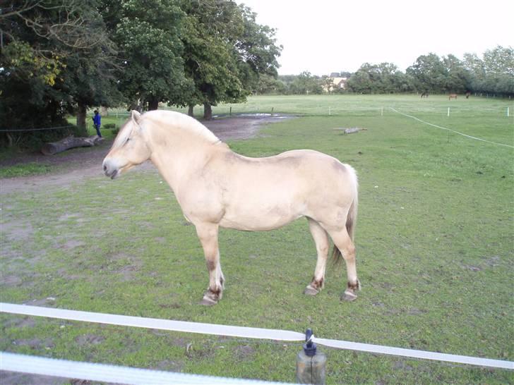 Fjordhest Luise-*R.I.P* - Luise.20.07.08 billede 5