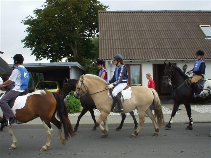 Fjordhest Luise-*R.I.P* billede 6