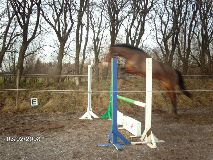 Holstener Lillestaruphøjs Casmir himmelhest  billede 18