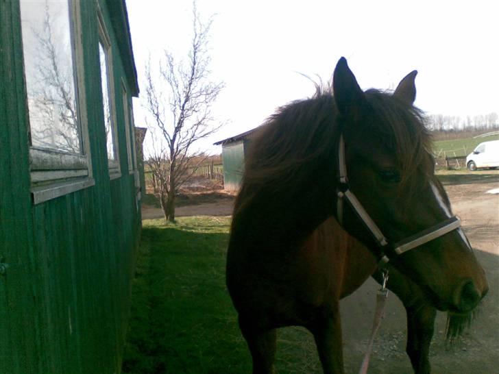 Anden særlig race Ellgaard´s Chelsea*Solgt* - Tøsebarnet... Ude i luften. billede 14