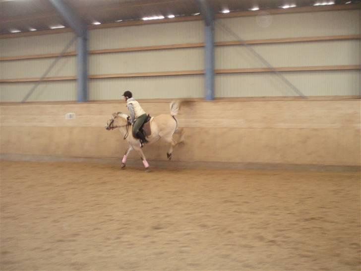 Fjordhest Maegårds Lotti *part* - Weehee hun var totalt glad og oppe at køre den dag 22/3/08 billede 12