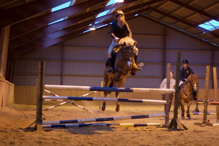 New Forest Olivia / Squash - olivia spriiinger billede 15