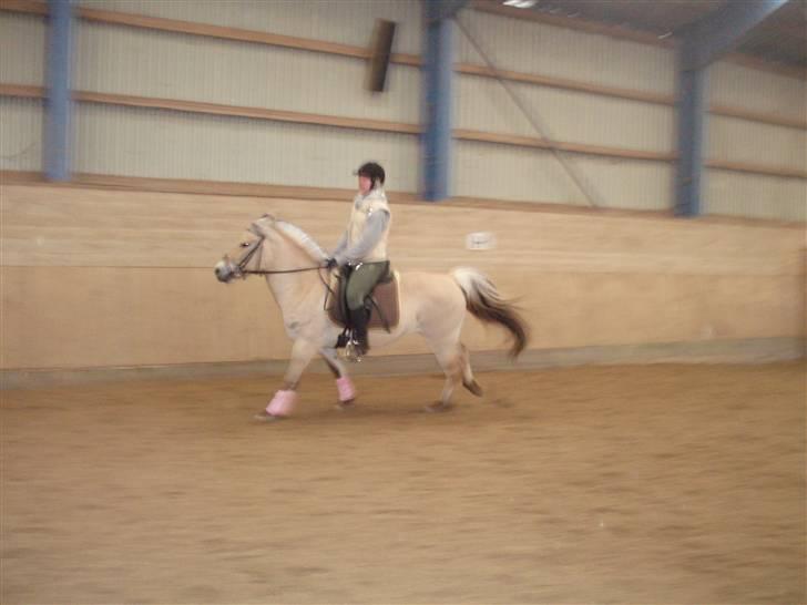 Fjordhest Maegårds Lotti *part* - 22/3/08 billede 13