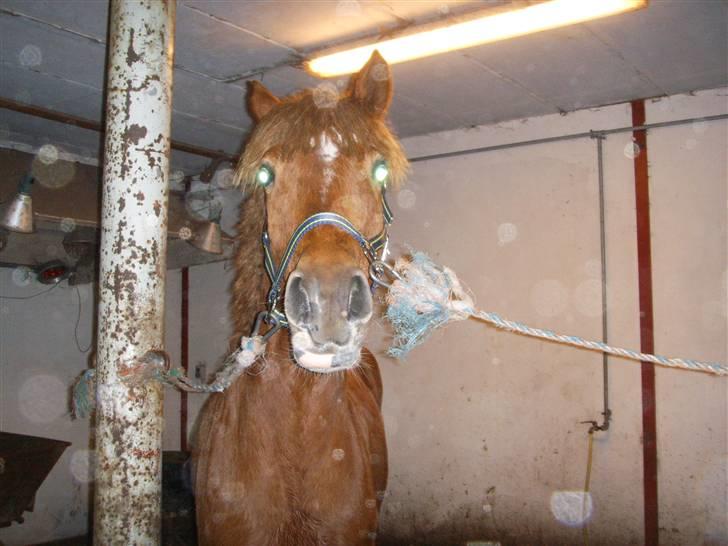 Anden særlig race Gabi (Solgt til Maja <3) - Gabbi på staldgangen !  billede 5