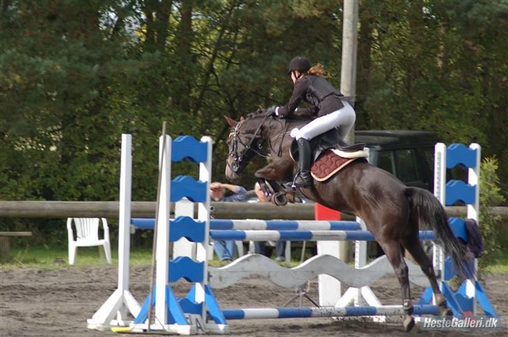 DSP Pretty Madonna - Stævne i Kallehavegaard billede 7