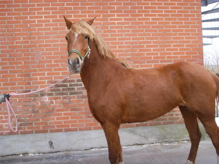 Anden særlig race Gabi (Solgt til Maja <3) - Gabbi udenfor ( : billede 7