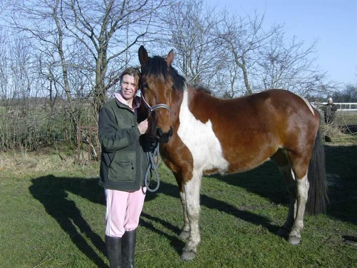 Pinto  Lupin a prena  solgt hulk billede 16