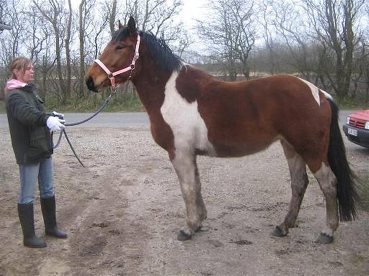 Pinto  Lupin a prena  solgt hulk billede 18