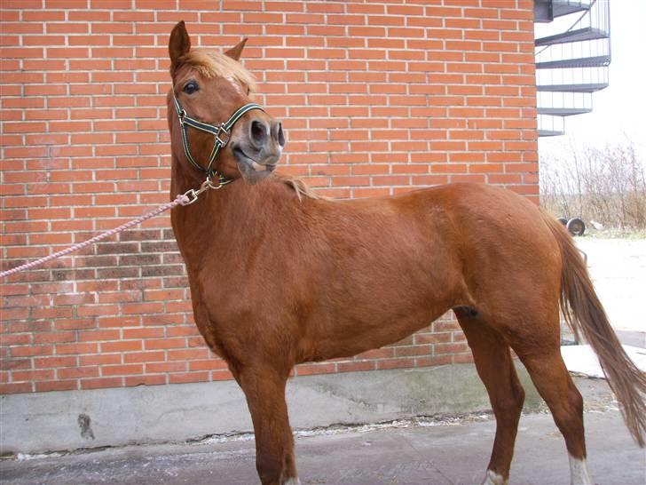 Anden særlig race Gabi (Solgt til Maja <3) - Der er noget der er farligt ! =D  billede 8