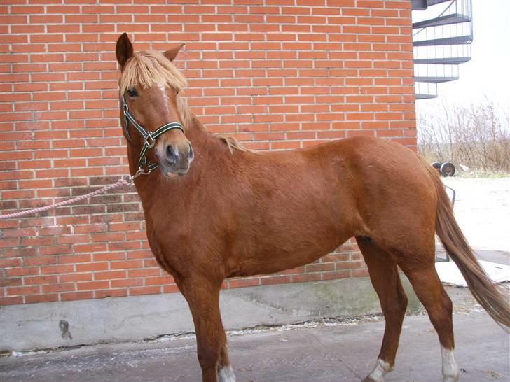 Anden særlig race Gabi (Solgt til Maja <3) - Udenfor =D  billede 9