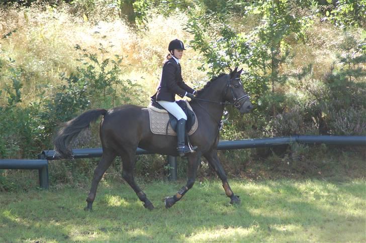 DSP Pretty Madonna - C-stævne i Bigttelyst Rideklub billede 9