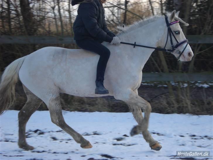 Welsh Pony (sec B) Rosengårdens Nakuma*solgt - Galop i sneen<3 billede 14