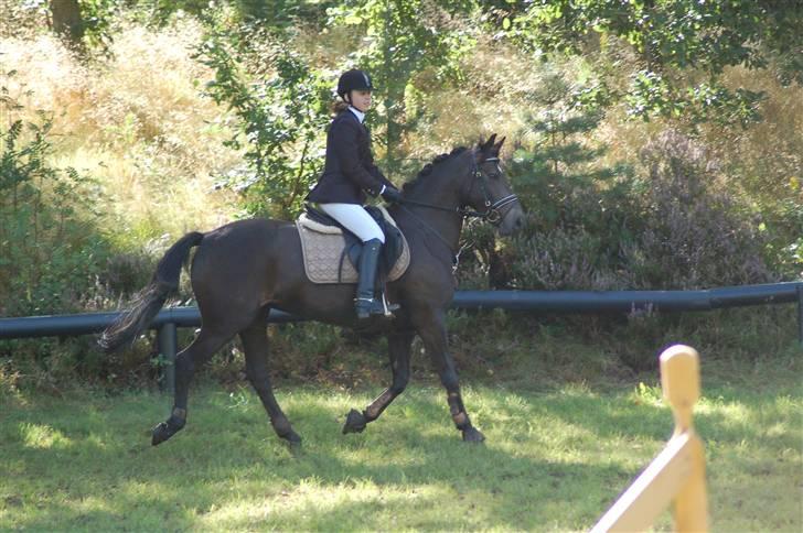 DSP Pretty Madonna - C-stævne i Bigttelyst Rideklub billede 10