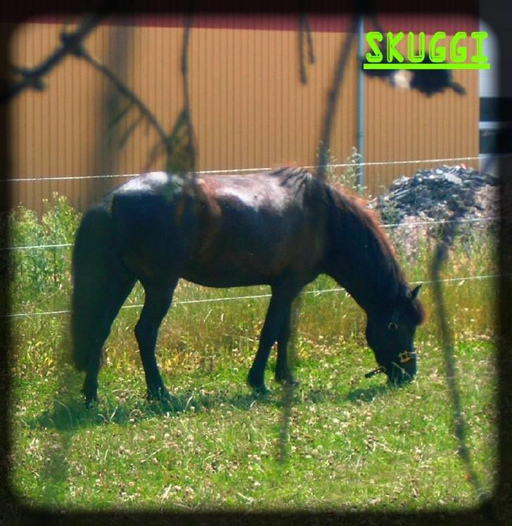 Islænder Skuggi fra risbjerg - hehe astrid rider på skuggi billede 16