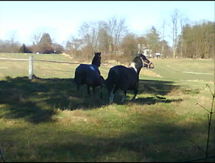 Anden særlig race Prins Kashmir SOLGT:'( - Kashmir og Django billede 2