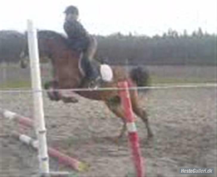 Anden særlig race Prins Kashmir SOLGT:'( - da jeg var oppe og prøve ham X) billede 3