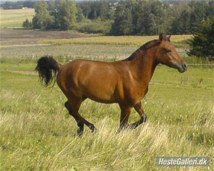 Anden særlig race Prins Kashmir SOLGT:'( - kashmir i galop (hos tidliger ejer) billede 4