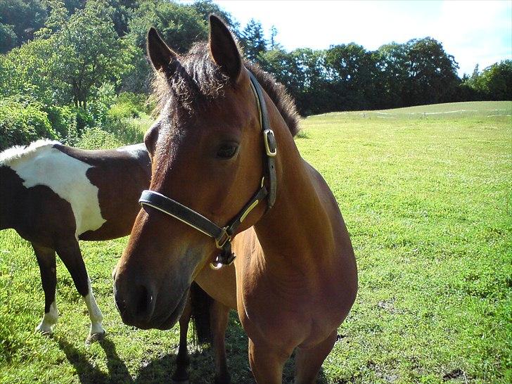 Anden særlig race Prins Kashmir SOLGT:'( - på fold<3 billede 6