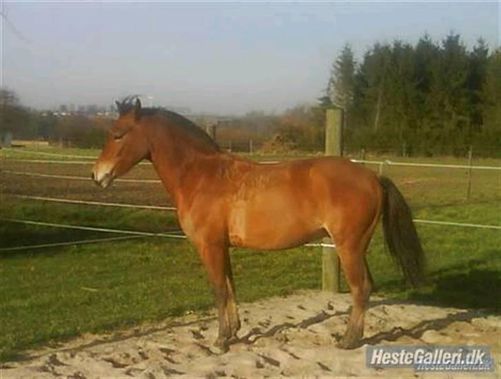 Anden særlig race Prins Kashmir SOLGT:'( - hos tidligere ejer<3 billede 7