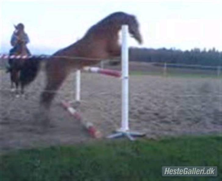 Anden særlig race Prins Kashmir SOLGT:'( - springer 110cm. billede 8