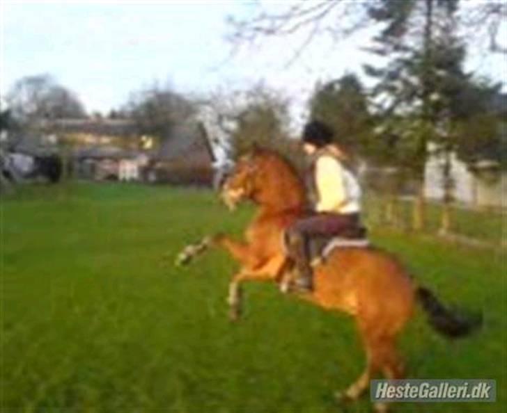 Anden særlig race Prins Kashmir SOLGT:'( - han kan også stejle på komando. med tidliger ejer billede 9